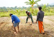 Lewat Program TMMD Ke-128, Lahan Tidur 10 Hektar Disulap Kodim Cilegon Jadi Produktif