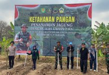 Dukung Swasembada Pangan, Kodim Cilegon dan Petani Tanam Jagung 2 Hektar di Bulakan