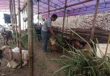 Jelang Idul Adha, Penjual Kambing di Cilegon Ini Bilang Harga Paling Laris Rp 3,5 Juta