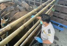 Idul Adha 2026, Lalu Lintas Hewan di Pelabuhan Merak Meningkat