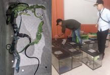 Penyelundupan 8 Biawak dalam Koper Pakaian di Bandara Soetta Digagalkan, WN Korsel Dibekuk Petugas Gabungan