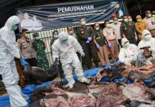 Penyelundupan Tiga Ton Daging Babi Hutan dan 600 Kg Labi-labi di Merak Digagalkan Karantin Banten